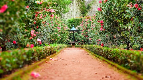 Farmhouse garden walkway